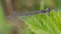 Coenagrion lunulatum female-3.jpg